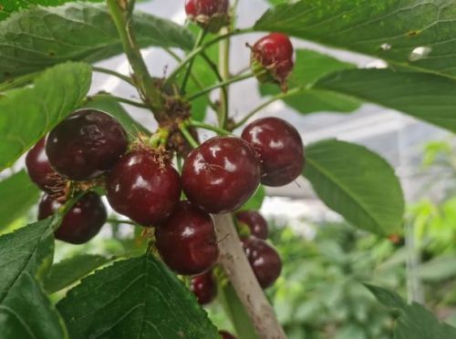 20240807104118044402.jpg 绘就乡村振兴新图景——横沙乡创新思路,发展特色产业3.jpg