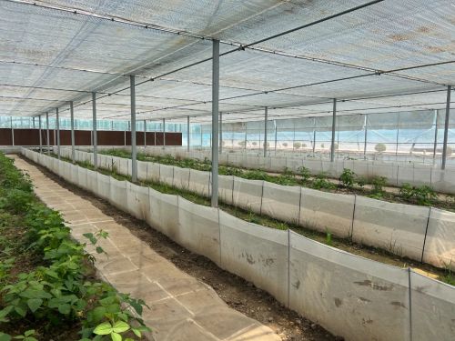 20240807104159095141.jpg 绘就乡村振兴新图景——横沙乡创新思路,发展特色产业6.jpg