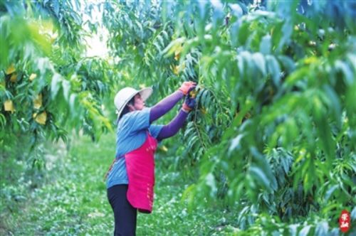 20230726154317007425.jpg 本地早桃抢“鲜”上市1.jpg