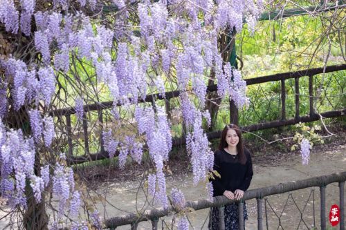 春日限定版“紫色浪漫”上线1.jpg