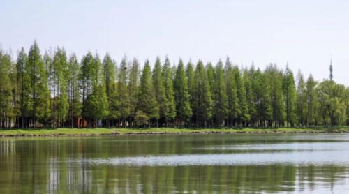 崇明的建筑垃圾都去哪里了？4.png
