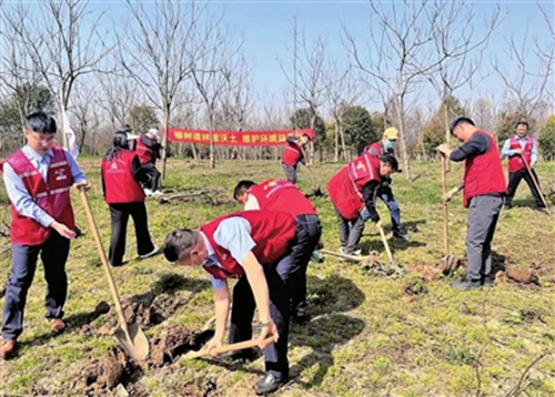 一棵棵新树苗在崇明种下1.jpg