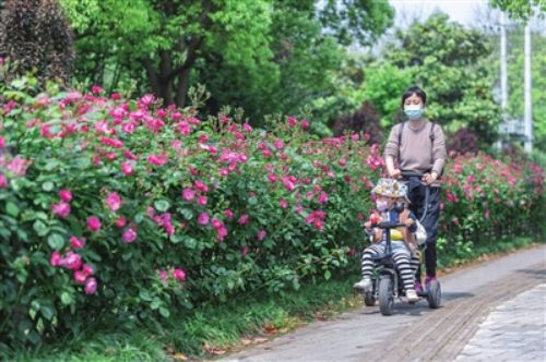 “安吉拉花道”扮靓城区道路1.jpg