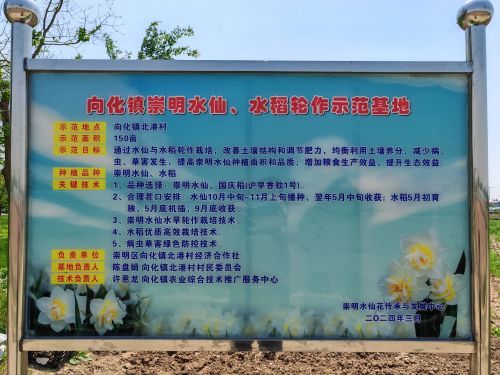 芒种将至 水仙花球迎收获5.jpg