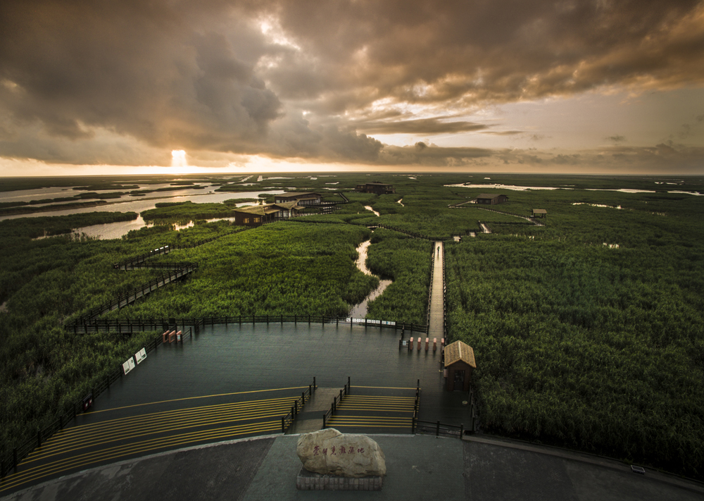 顾勤-崇明东滩湿地.jpg