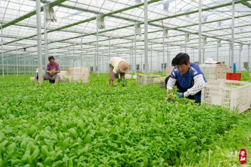 梅雨季，崇明全力保障市民“菜篮子”1.jpg