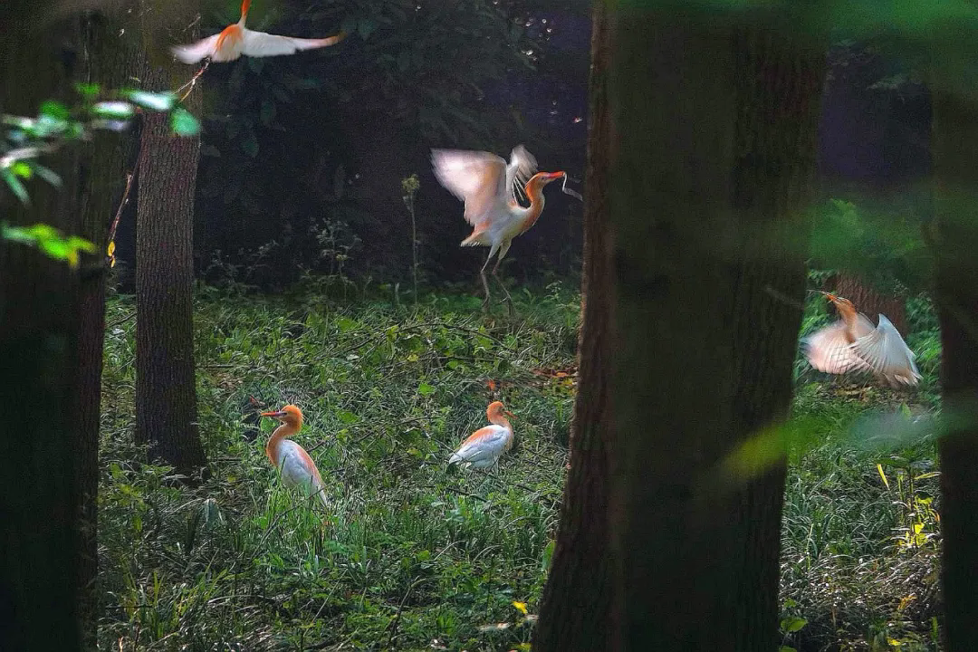 祝贺！崇明西沙湿地明珠湖生物多样性研学入选上海市第一批生态研学路线