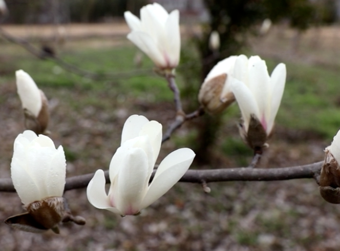 崇明玉兰花，上线！