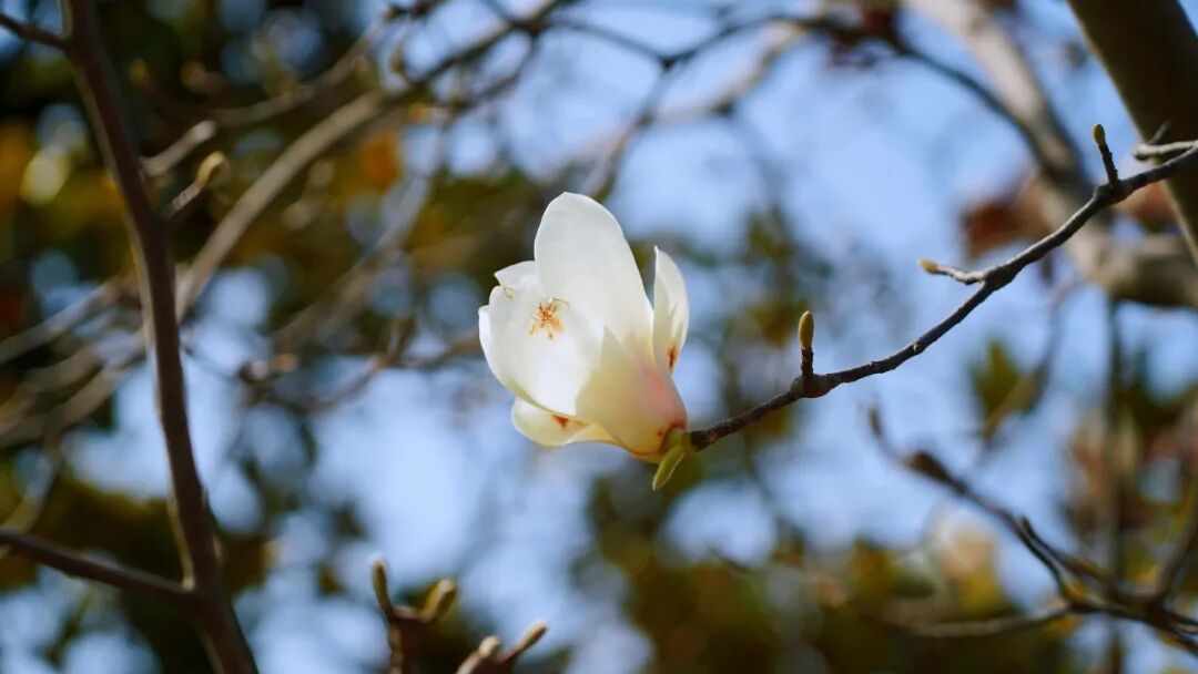 来城桥镇，请这样赏玉兰→