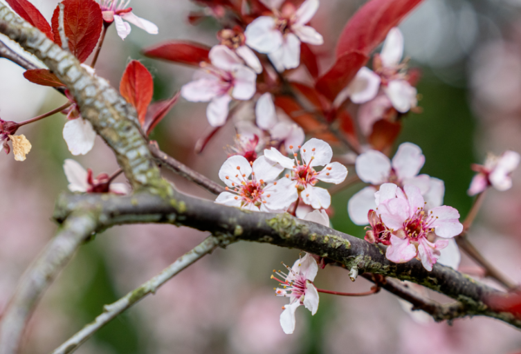 藏不住了！瀛洲公园百花齐放美出圈