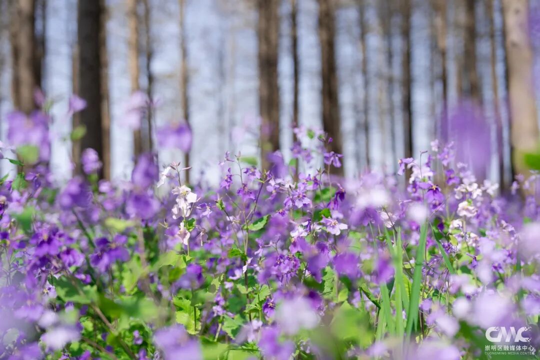 西沙明珠湖，春日风光如诗如画