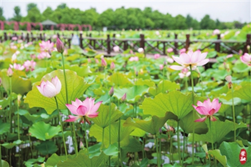 20230619092806001217.jpg 六月荷花香满湖1.jpg