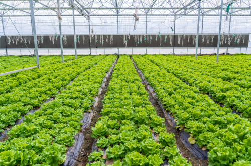 20230906141740041037.png 不断擦亮农业“金字招牌”,崇明这样做!3.png