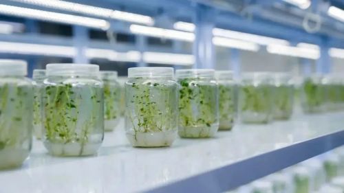 20230906141830027908.jpg 不断擦亮农业“金字招牌”,崇明这样做!5.jpg