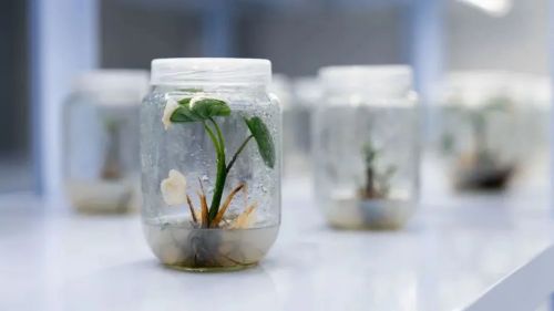 20230906141846018917.jpg 不断擦亮农业“金字招牌”,崇明这样做!6.jpg