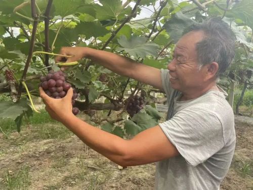 小小葡萄，“串”起村民致富路3.jpg