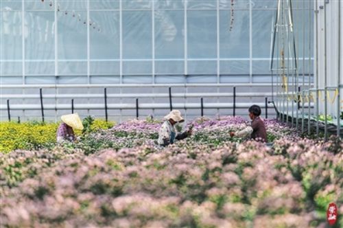 秋日菊花初夏开，高科技让花卉种植不受季节限制.jpg