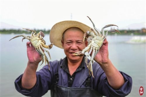 崇明清水蟹即将上市1.jpg